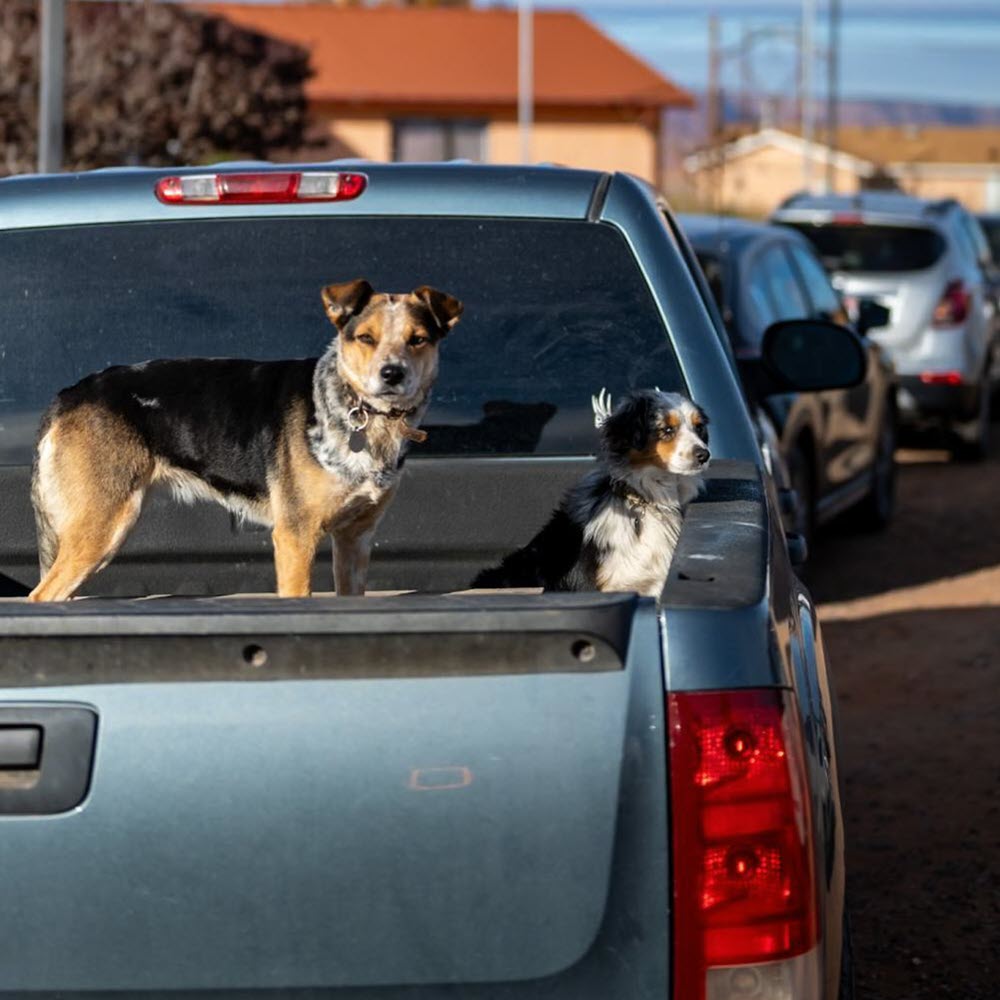 A brown and black dog being driven in a truck bed