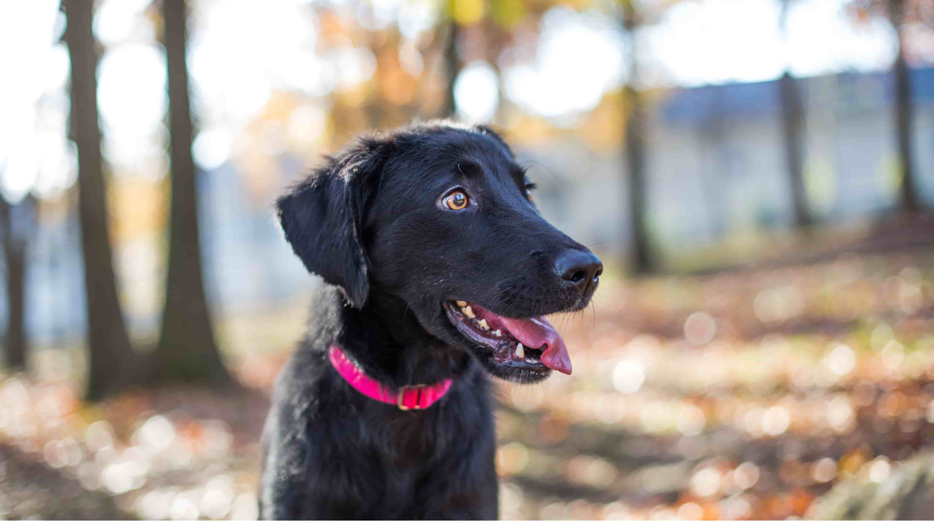 A black dog with a pink walking through the forest