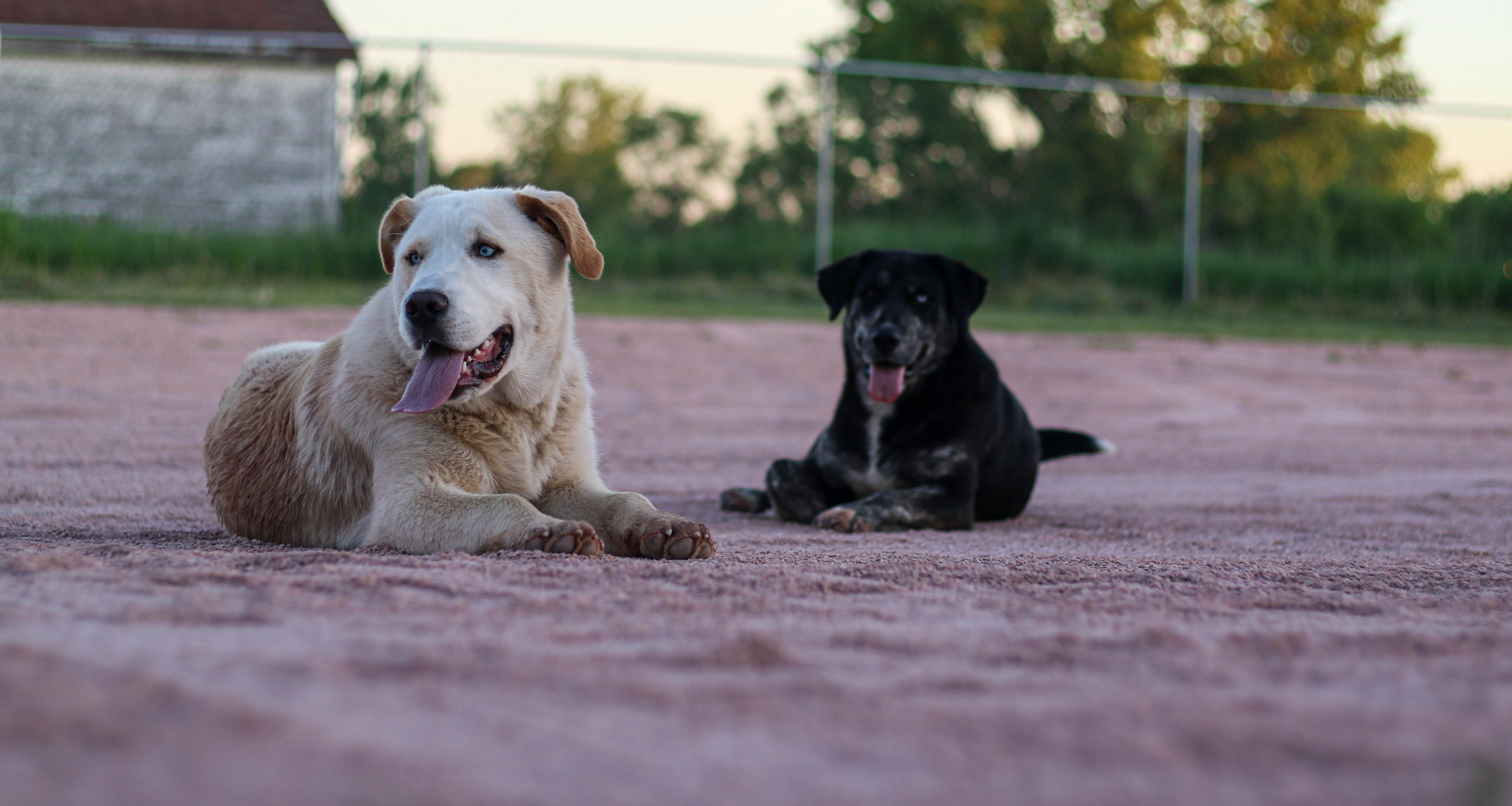 Two dogs named Doggo and Towanda lounging outside