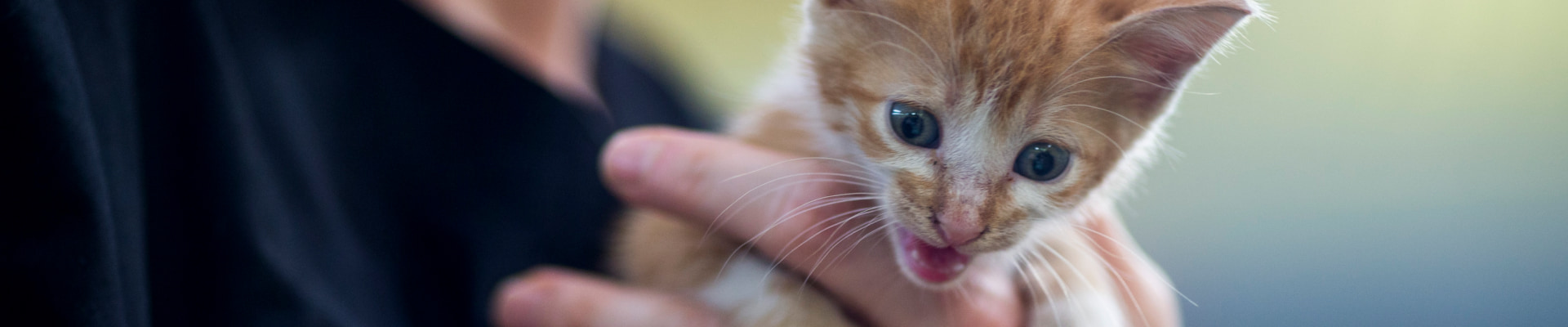 An orange tabby kitten meowing at the camera