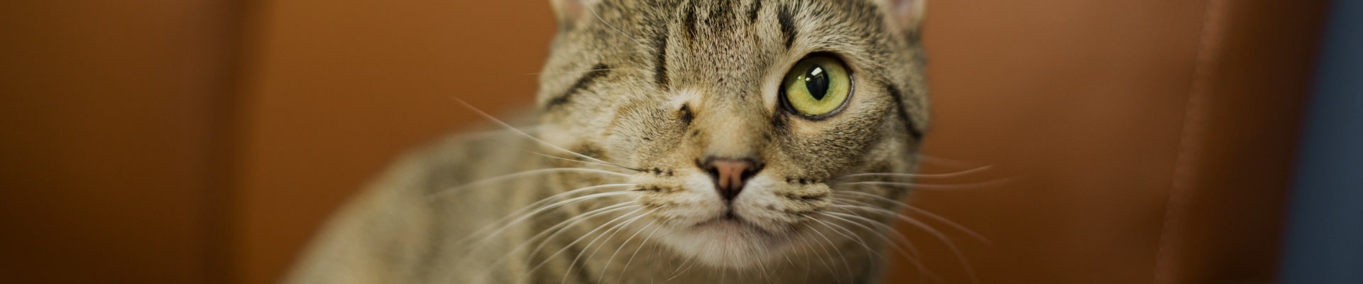 Cat with one eye