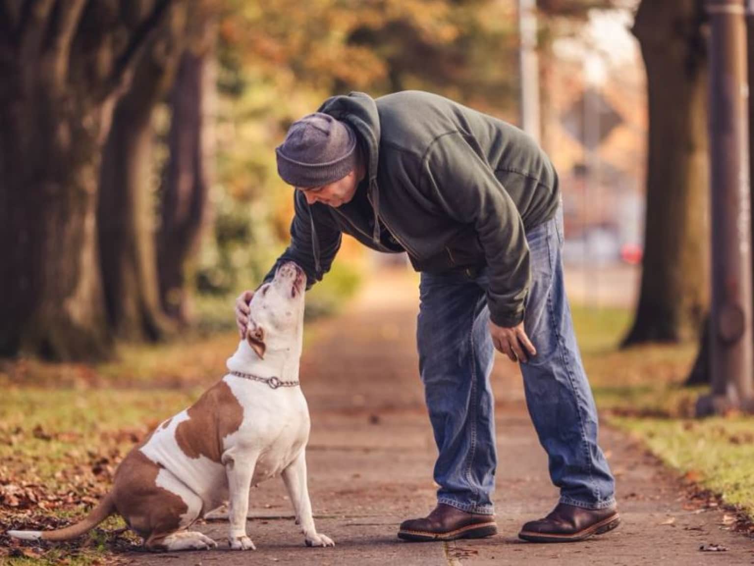 owner patting dog on ground