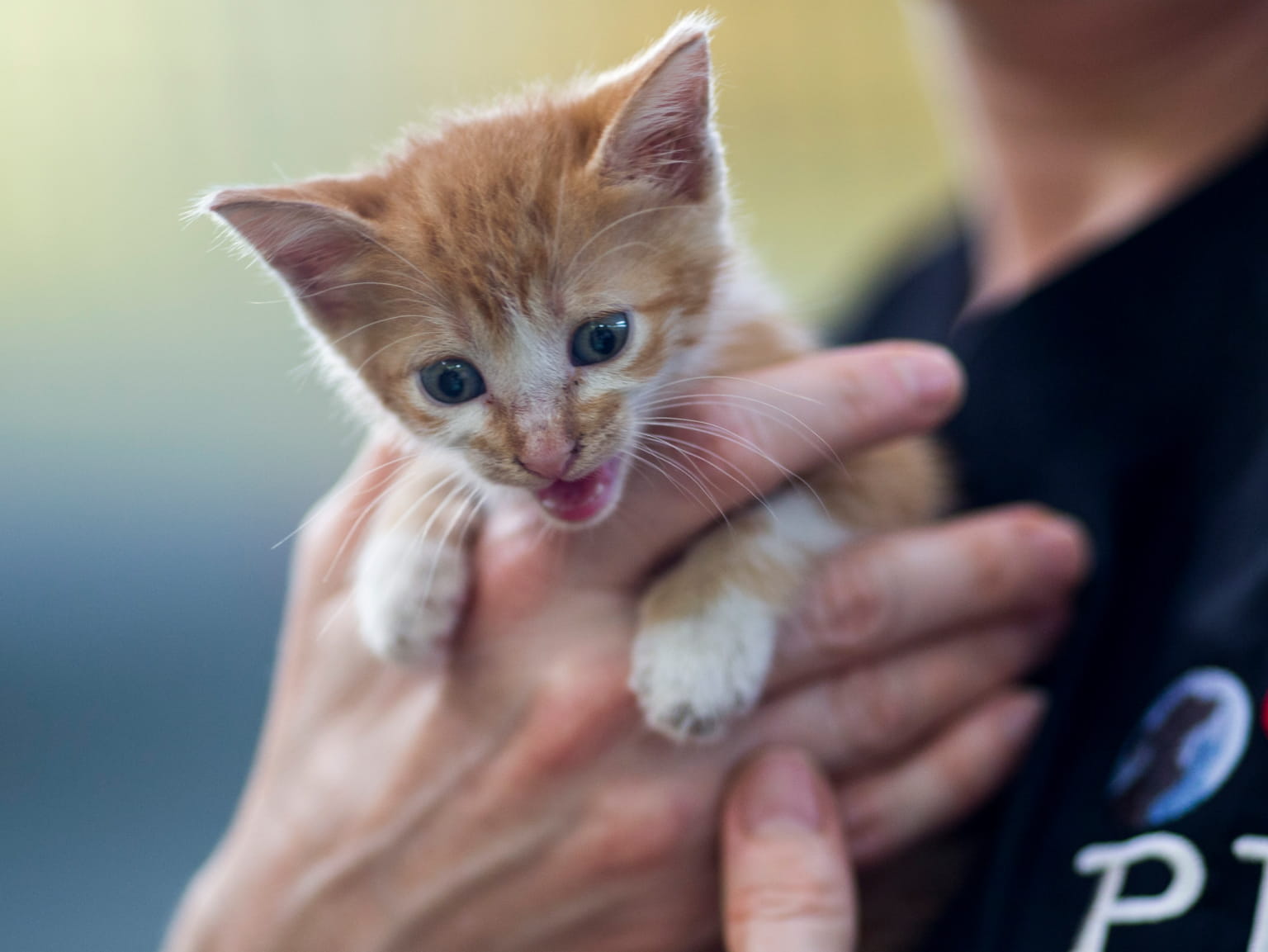 Small Cat in owner's hand