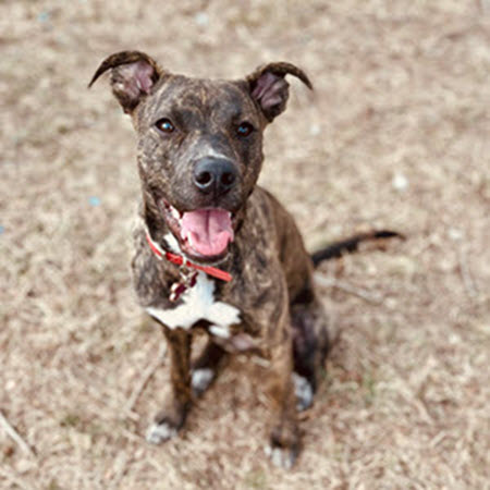 A happy dog looking at the camera